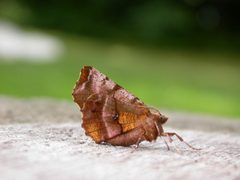 Selenia by (c) Donald Hobern, some rights reserved (CC BY). Used under a CC-BY license.