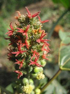 Ricinus by no rights reserved, uploaded by Adam Kranz. Used under a CC0 license.