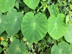 Colocasia by (c) Cheng-Tao Lin, some rights reserved (CC BY), uploaded by Cheng-Tao Lin. Used under a CC-BY license.