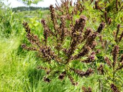 Amorpha by (c) Gavin Slater, some rights reserved (CC BY), uploaded by Gavin Slater. Used under a CC-BY license.