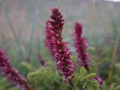 Amorpha by (c) Jared Shorma, some rights reserved (CC BY), uploaded by Jared Shorma. Used under a CC-BY license.