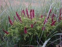 Amorpha by (c) Jared Shorma, some rights reserved (CC BY), uploaded by Jared Shorma. Used under a CC-BY license.