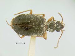Anchonoderus unicolor by the Smithsonian. Used under a CC0 license.