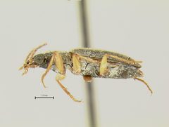 Anchonoderus unicolor by the Smithsonian. Used under a CC0 license.