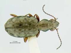 Asaphidion alaskanum by the Smithsonian. Used under a CC0 license.