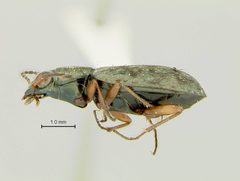 Asaphidion alaskanum by the Smithsonian. Used under a CC0 license.