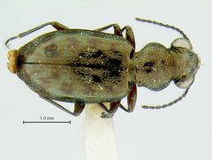Asaphidion yukonense by the Smithsonian. Used under a CC0 license.