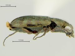 Asaphidion yukonense by the Smithsonian. Used under a CC0 license.
