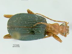 Brachinus oaxacensis by the Smithsonian. Used under a CC0 license.