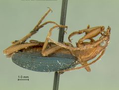 Brachinus oaxacensis by the Smithsonian. Used under a CC0 license.