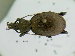 Cychrus attenuatus liguricus by the Smithsonian. Used under a CC0 license.