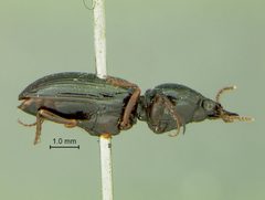 Dyschirius cerberus by the Smithsonian. Used under a CC0 license.