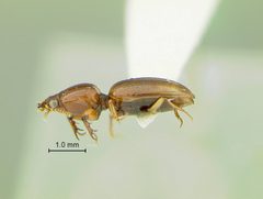 Dyschirius ferrugineus by the Smithsonian. Used under a CC0 license.