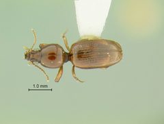 Dyschirius ferrugineus by the Smithsonian. Used under a CC0 license.