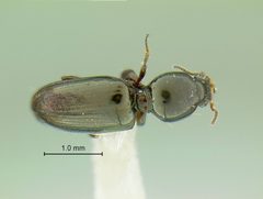 Dyschirius thompsoni by the Smithsonian. Used under a CC0 license.
