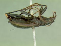 Nebria kincaidi by the Smithsonian. Used under a CC0 license.