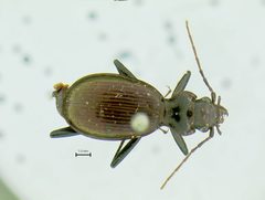 Nebria kincaidi by the Smithsonian. Used under a CC0 license.