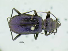 Nebria schwarzi by the Smithsonian. Used under a CC0 license.