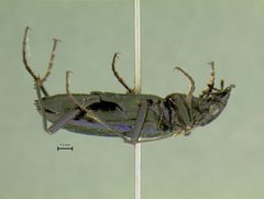 Nebria schwarzi by the Smithsonian. Used under a CC0 license.