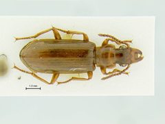 Pachyteles enischnus by the Smithsonian. Used under a CC0 license.
