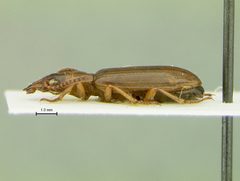 Pachyteles enischnus by the Smithsonian. Used under a CC0 license.