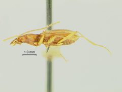 Pseudanophthalmus grandis orthosulcatus by the Smithsonian. Used under a CC0 license.