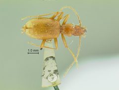 Pseudanophthalmus grandis by the Smithsonian. Used under a CC0 license.