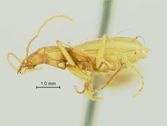 Pseudanophthalmus grandis elevatus by the Smithsonian. Used under a CC0 license.