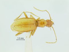 Pseudanophthalmus grandis elevatus by the Smithsonian. Used under a CC0 license.