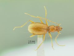 Pseudanophthalmus grandis orthosulcatus by the Smithsonian. Used under a CC0 license.