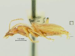 Pseudanophthalmus grandis by the Smithsonian. Used under a CC0 license.