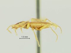Pseudanophthalmus hirsutus by the Smithsonian. Used under a CC0 license.