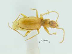 Pseudanophthalmus hirsutus by the Smithsonian. Used under a CC0 license.