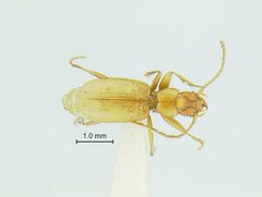 Pseudanophthalmus hoffmani by the Smithsonian. Used under a CC0 license.