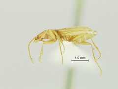 Pseudanophthalmus hoffmani by the Smithsonian. Used under a CC0 license.