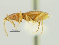 Pseudanophthalmus holsingeri by the Smithsonian. Used under a CC0 license.