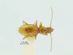 Pseudanophthalmus holsingeri by the Smithsonian. Used under a CC0 license.