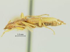 Pseudanophthalmus hypertrichosis by the Smithsonian. Used under a CC0 license.