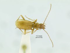 Pseudanophthalmus krekeleri by the Smithsonian. Used under a CC0 license.