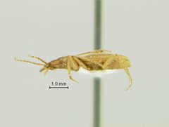 Pseudanophthalmus krekeleri by the Smithsonian. Used under a CC0 license.