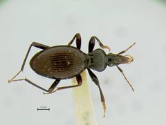 Scaphinotus hubbardi by the Smithsonian. Used under a CC0 license.