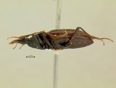 Scaphinotus incompletus by the Smithsonian. Used under a CC0 license.