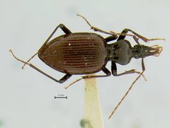 Scaphinotus incompletus by the Smithsonian. Used under a CC0 license.