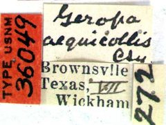Achryson (Geropa) aequicollis by the Smithsonian. Used under a CC0 license.