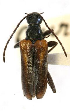 Acmaeops aurora by the Smithsonian. Used under a CC0 license.