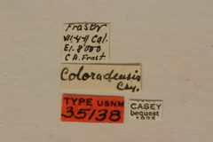Acmaeops coloradensis by the Smithsonian. Used under a CC0 license.