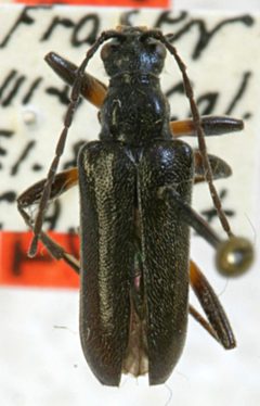 Acmaeops coloradensis by the Smithsonian. Used under a CC0 license.