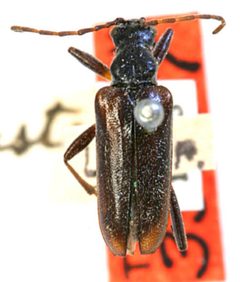Acmaeops lacustrina by the Smithsonian. Used under a CC0 license.