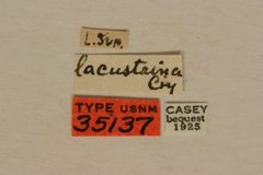 Acmaeops lacustrina by the Smithsonian. Used under a CC0 license.
