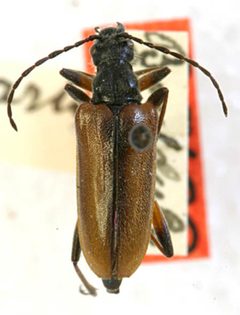 Acmaeops parkeri by the Smithsonian. Used under a CC0 license.